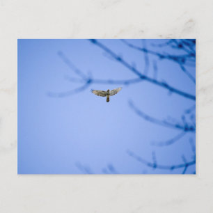 Red Tail Hawk bei Conowingo Dam Postkarte