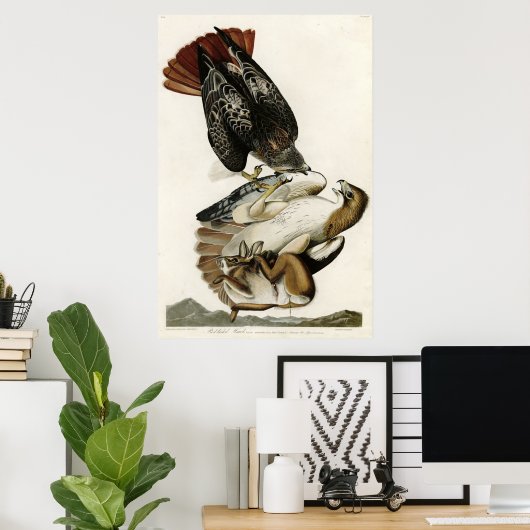 Red Tail Hawk Birds of America von James Audubon Poster (Heimbüro)
