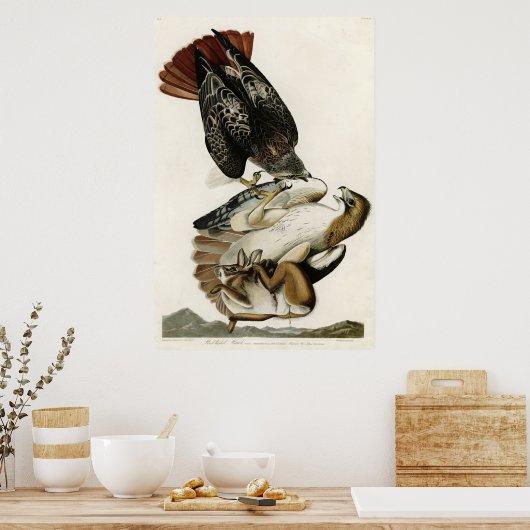 Red Tail Hawk Birds of America von James Audubon Poster (Küche)