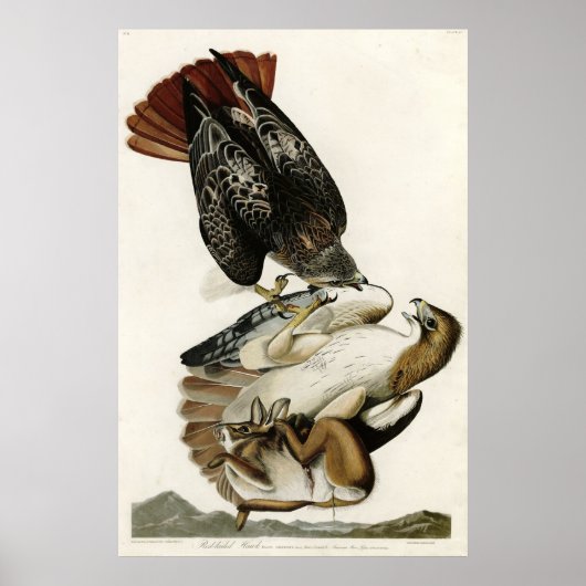 Red Tail Hawk Birds of America von James Audubon Poster (Vorne)