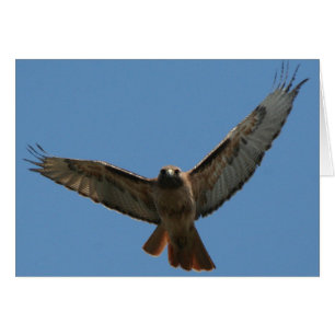 Red Tail Hawk Card