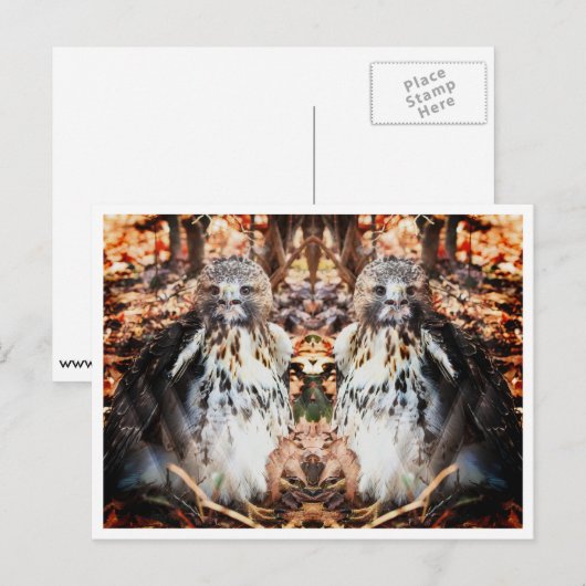 Red Tail Hawk Doubled Postkarte (Vorne/Hinten)