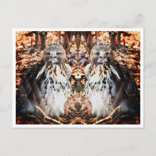 Red Tail Hawk Doubled Postkarte (Vorderseite)