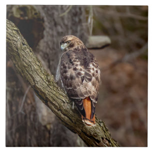 Red-Tail Hawk Fliese