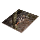 Red-Tail Hawk Fliese (Seite)