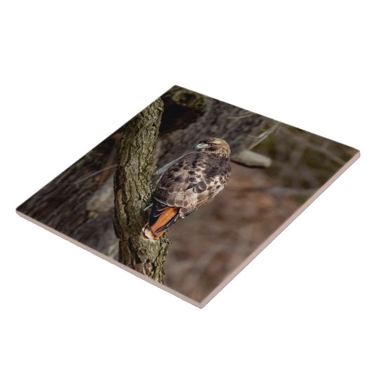 Red-Tail Hawk Fliese (Seite)