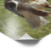 Red Tail Hawk Foto Print (Ecke)