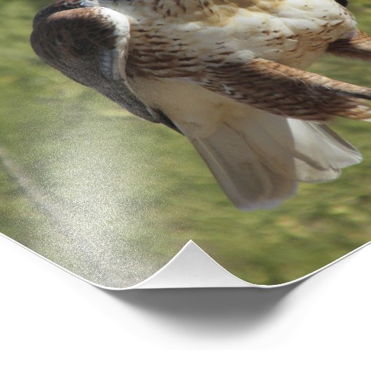 Red Tail Hawk Foto Print (Ecke)