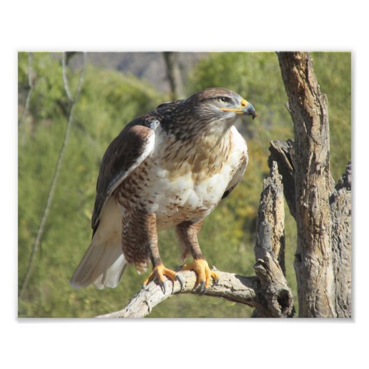 Red Tail Hawk Foto Print (Vorne)