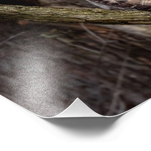 Red-Tail Hawk Fotodruck (Ecke)