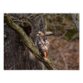 Red-Tail Hawk Fotodruck (Vorne)