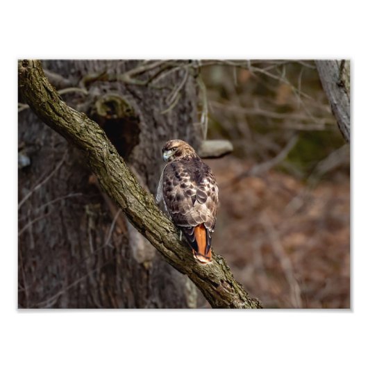 Red-Tail Hawk Fotodruck (Vorne)