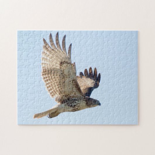 Red Tail Hawk in Flight Puzzle (Horizontal)