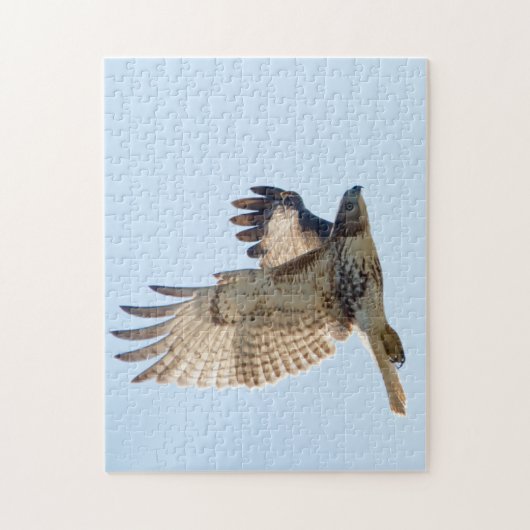 Red Tail Hawk in Flight Puzzle (Vertikal)