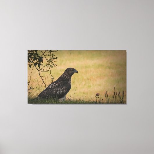 Red Tail Hawk in Gras Leinwanddruck (Vorderseite)
