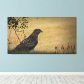 Red Tail Hawk in Gras Leinwanddruck (Insitu (Holzboden))