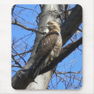 Red Tail Hawk (Juevenile) Mouse Pad Mousepad