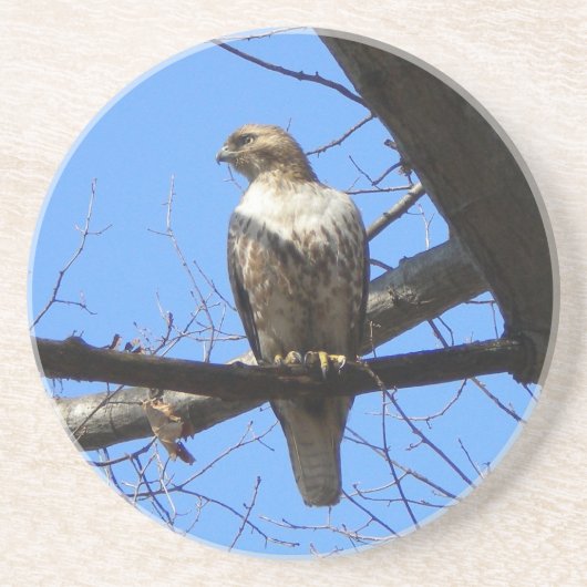 Red Tail Hawk (Juvenile) Untersetzer (Vorne)