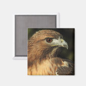Red Tail Hawk Magnet (Vorderseite/Rückseite)