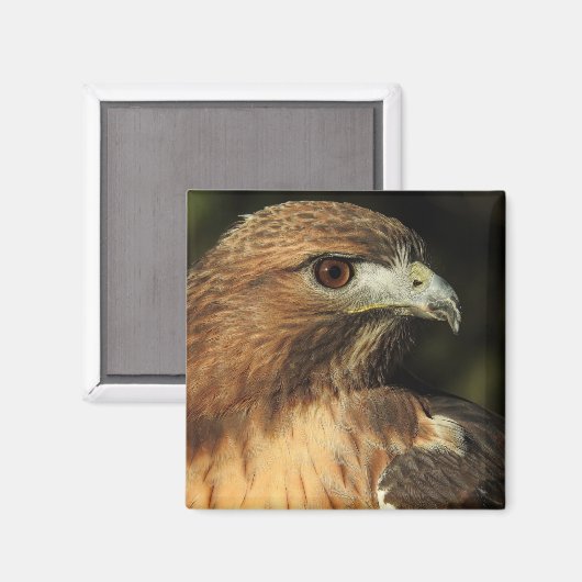 Red Tail Hawk Magnet (Vorderseite/Rückseite)