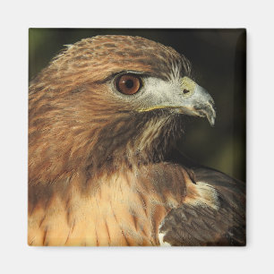 Red Tail Hawk Magnet