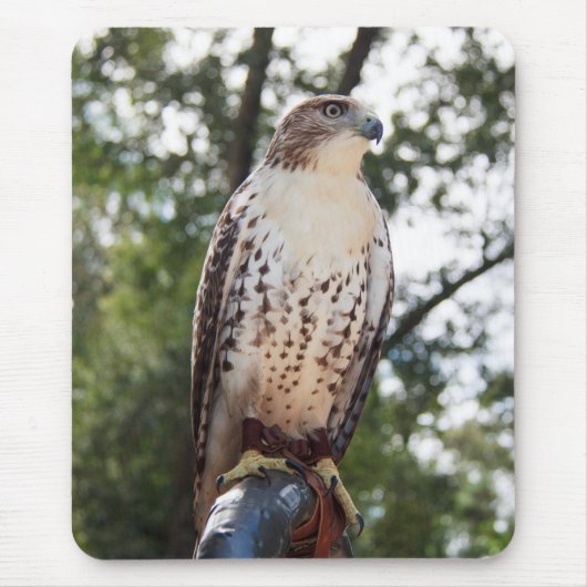 Red-Tail Hawk Mousepad (Vorne)