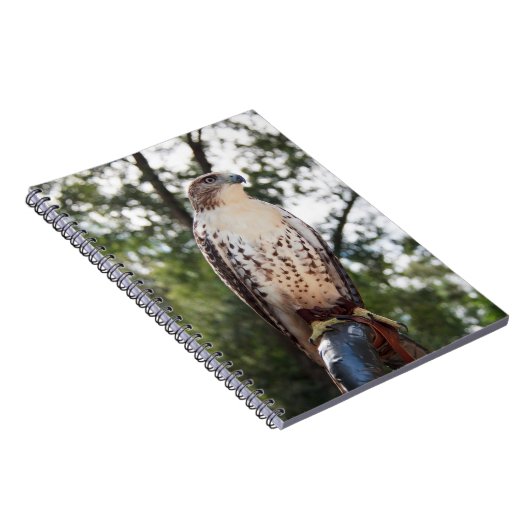 Red-Tail Hawk Notizblock (Rechte Seite)
