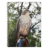 Red-Tail Hawk Notizblock (Vorderseite)
