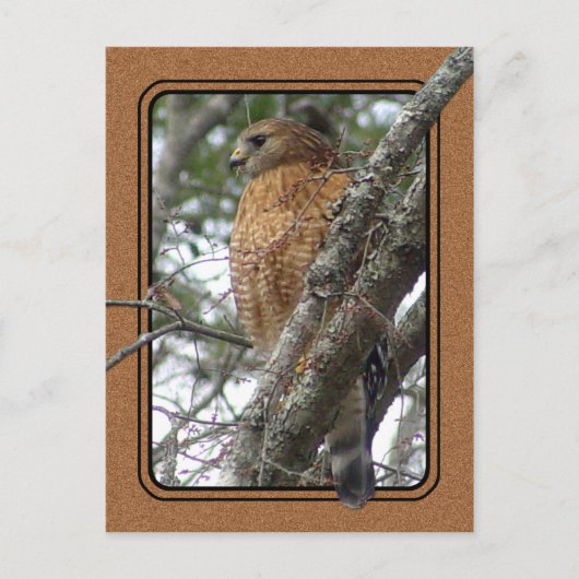 Red Tail Hawk Postcard 2 Postkarte (Vorderseite)