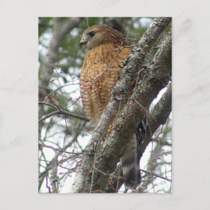 Red Tail Hawk Postcard Postkarte