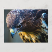 Red Tail Hawk Postcard Postkarte (Vorderseite)