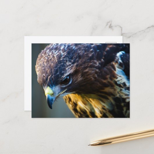 Red Tail Hawk Postcard Postkarte (Vorderseite/Rückseite Beispiel)
