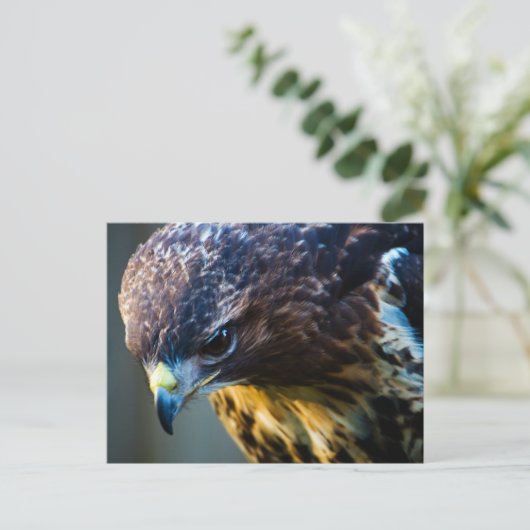Red Tail Hawk Postcard Postkarte (Stehend Vorderseite)