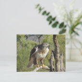Red Tail Hawk Postcard Postkarte (Stehend Vorderseite)