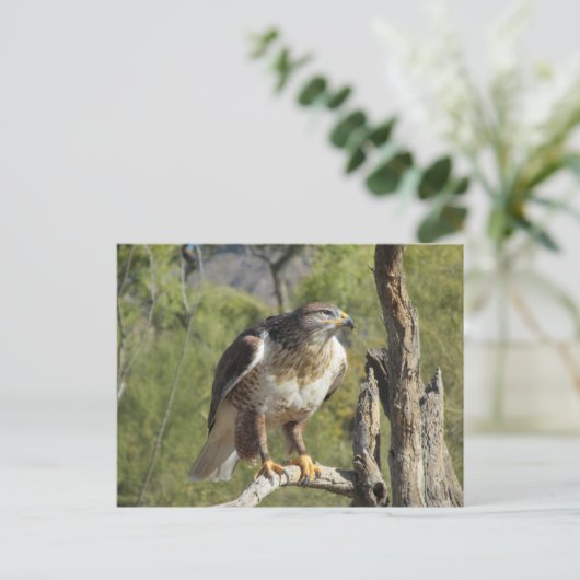 Red Tail Hawk Postcard Postkarte (Stehend Vorderseite)