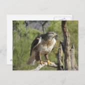 Red Tail Hawk Postcard Postkarte (Vorne/Hinten)