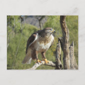 Red Tail Hawk Postcard Postkarte (Vorderseite)