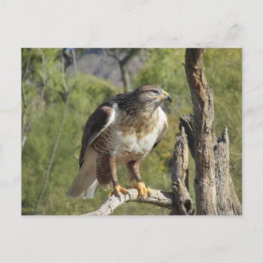 Red Tail Hawk Postcard Postkarte (Vorderseite)