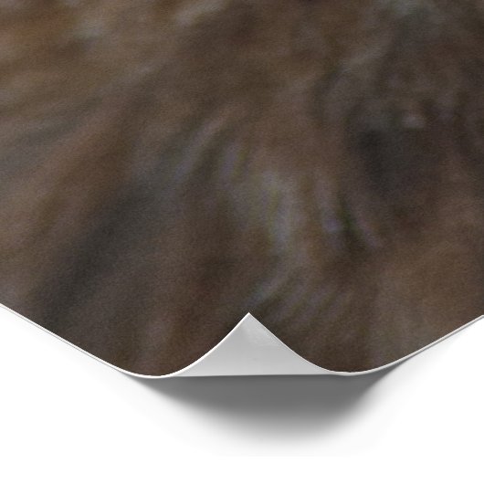 Red-Tail Hawk Poster (Ecke)