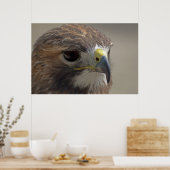 Red-Tail Hawk Poster (Küche)