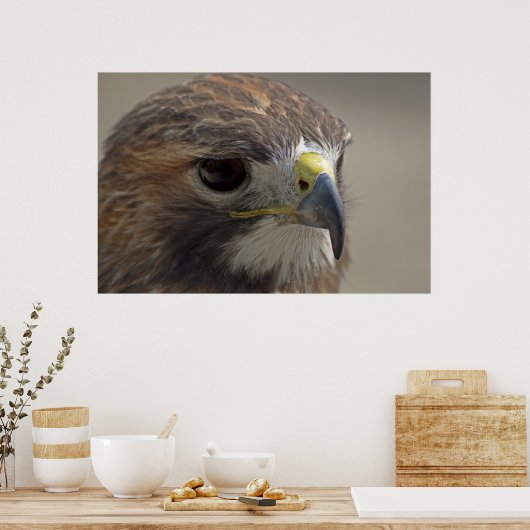 Red-Tail Hawk Poster (Küche)