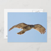 Red Tail Hawk Postkarte (Vorne/Hinten)
