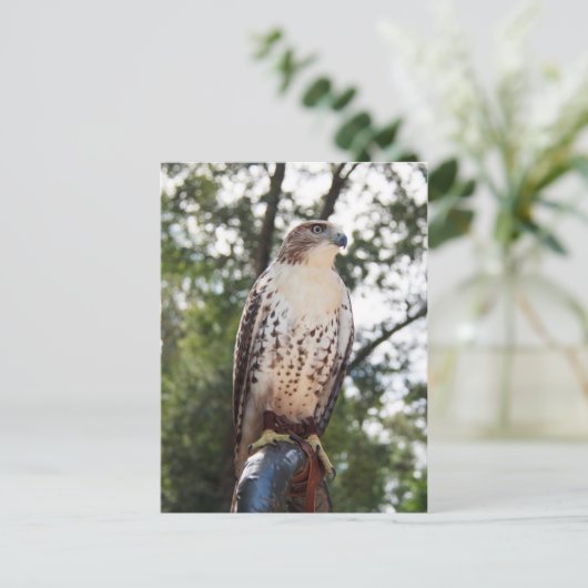 Red-Tail Hawk Postkarte (Stehend Vorderseite)