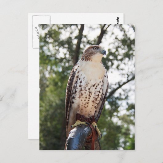Red-Tail Hawk Postkarte (Vorne/Hinten)
