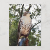 Red-Tail Hawk Postkarte (Vorderseite)