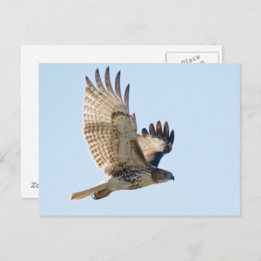 Red Tail Hawk Postkarte (Vorne/Hinten)