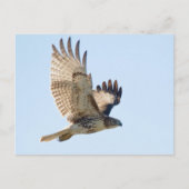 Red Tail Hawk Postkarte (Vorderseite)