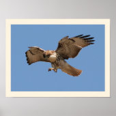 Red Tail Hawk Print Poster (Vorne)