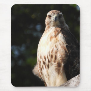 Red Tail Hawk Stare Down Mousepad
