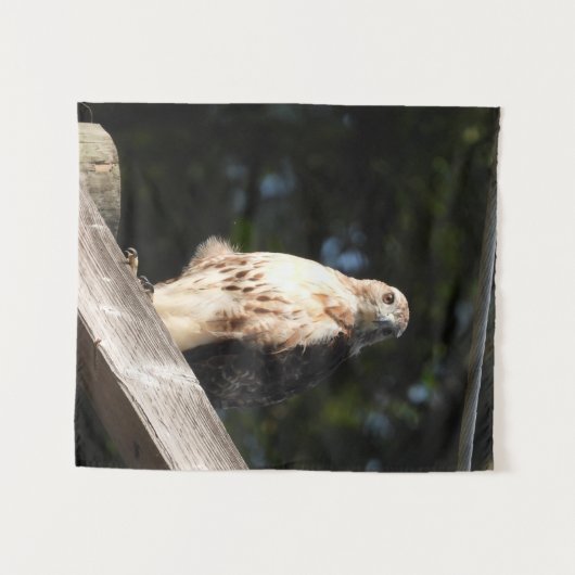 Red Tail Hawk Tapestry - klein Wandteppich (Vorderseite (Horizontal))